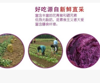 厂家直销生产种植个大味美营养紫薯 一件代发长期批发现货销售图3