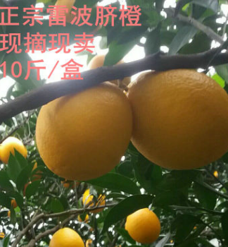 雷波脐橙10斤每盒 正宗四川特产脐橙橙子 现摘现卖基地直发图2