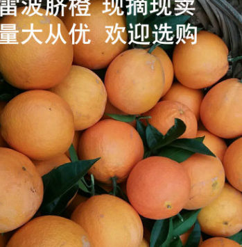 雷波脐橙10斤每盒 正宗四川特产脐橙橙子 现摘现卖基地直发图3