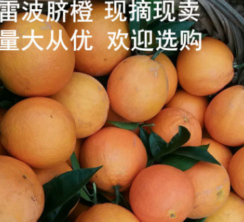 雷波脐橙10斤每盒 正宗四川特产脐橙橙子 现摘现卖基地直发图2