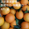 正宗特产雷波脐橙 8斤新鲜橙子批发 基地直销新鲜水果现摘现卖
