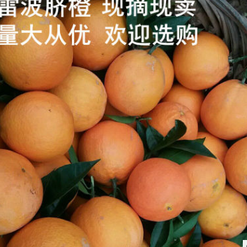 正宗特产雷波脐橙 8斤新鲜橙子批发 基地直销新鲜水果现摘现卖图2
