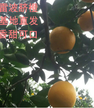 正宗特产雷波脐橙 8斤新鲜橙子批发 基地直销新鲜水果现摘现卖图3
