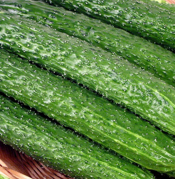 批发新鲜蔬菜黄瓜 绿色食品基地直销 有机蔬菜 敷脸可美容美白图2