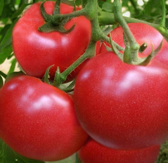 供应优质西红柿 新鲜蔬菜
