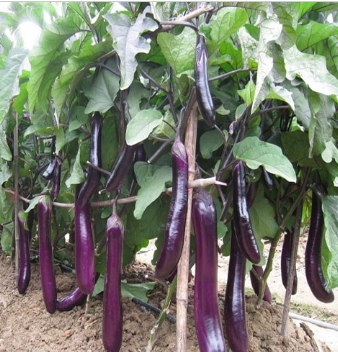新鲜精品蔬菜茄子批发图2
