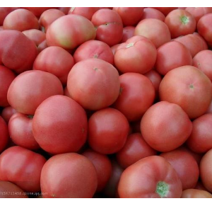 供应本地西红柿