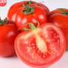 西红柿 产地直销 大量批发