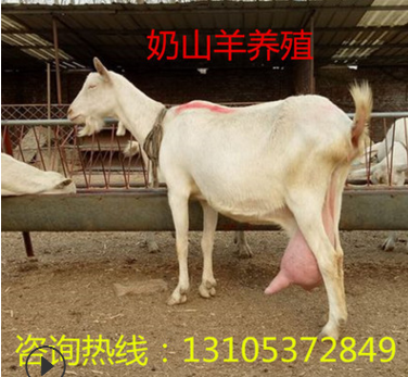 1-2岁的奶山羊多少钱一只 纯种萨能奶山羊 关中奶山羊羔价格图2