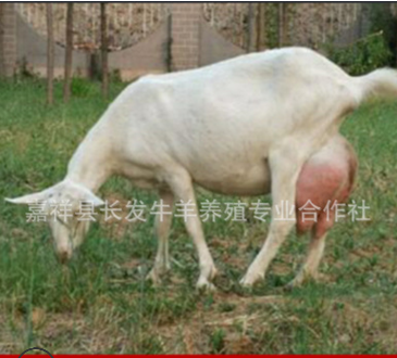 1-2岁的奶山羊多少钱一只 纯种萨能奶山羊 关中奶山羊羔价格图3