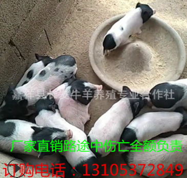 巴马香猪种猪养殖场 小香猪养殖前景 成活率高 纯生态养殖香猪图2