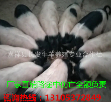 巴马香猪种猪养殖场 小香猪养殖前景 成活率高 纯生态养殖香猪图3