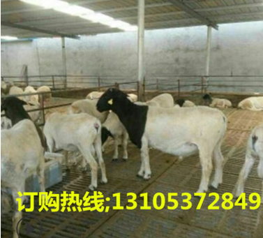 山东名品黑头杜泊绵羊 活体小尾寒羊 购买纯种杜泊绵羊羊羔价格图2