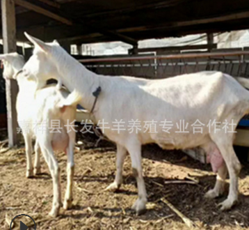 纯种萨能奶山羊一只羊一天能产多少羊奶 纯种萨能奶山羊母羊价格图3