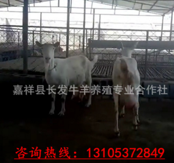 供应关中奶山羊 -莎能奶山羊-日产奶9-12斤，提供养殖技术图3