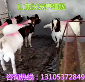 大量出售波尔山羊养殖场 供应波尔山羊羔种羊波尔山羊市场价格y图3
