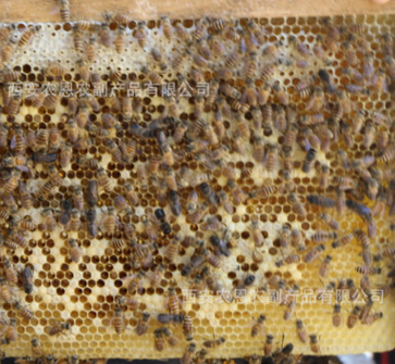 秦岭农家自产土蜂蜜百花蜜蜂巢蜜批发一件代发图3
