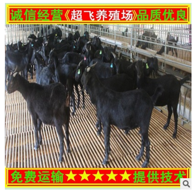 黑山羊养殖 黑山羊饲养管 黑山羊价格 黑山羊羊羔多少钱一只图2