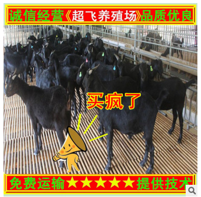 黑山羊养殖 黑山羊饲养管 黑山羊价格 黑山羊羊羔多少钱一只图3