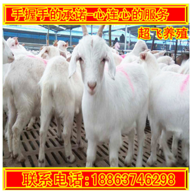 纯种白山羊养殖场 白山羊羊苗多少钱 大量出售黑白山羊 山羊效益