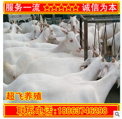 纯种白山羊养殖场 白山羊羊苗多少钱 大量出售黑白山羊 山羊效益图2