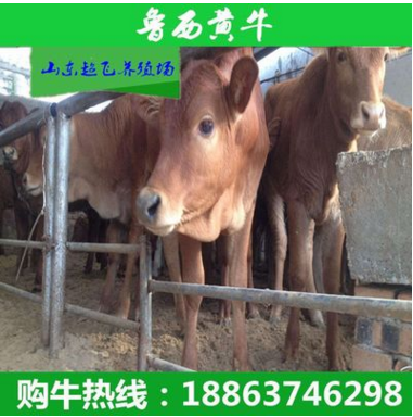 小牛犊 西门塔尔牛肉牛养殖基地 小牛犊什么价格 牛场低价出售