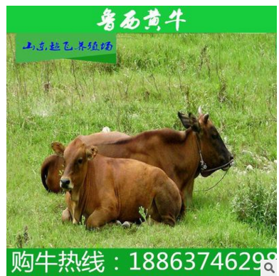 小牛犊 西门塔尔牛肉牛养殖基地 小牛犊什么价格 牛场低价出售图2
