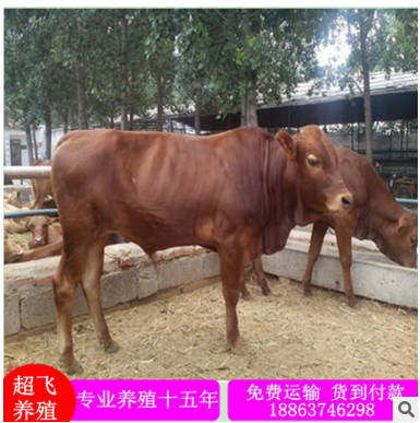小牛犊 西门塔尔牛肉牛养殖基地 小牛犊什么价格 牛场低价出售图3