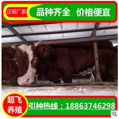 出售活牛 三元杂交牛 种牛价格 西门塔尔 2017年肉牛的价格图2