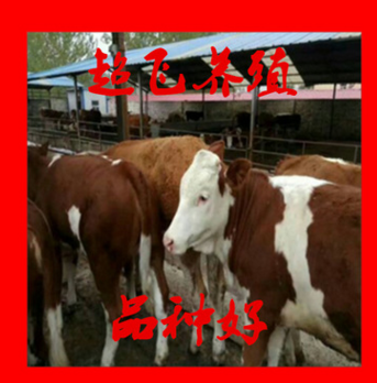 出售活牛 三元杂交牛 种牛价格 西门塔尔 2017年肉牛的价格图3