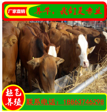 养殖肉牛 鲁西黄牛养殖场 肉牛养殖 水牛 农村小型养牛场
