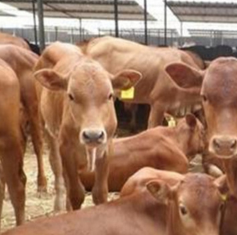 养殖肉牛 鲁西黄牛养殖场 肉牛养殖 水牛 农村小型养牛场图2