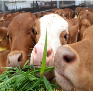 山东超飞牧业出售改良肉牛 肉牛犊 鲁西黄牛 三元杂交牛