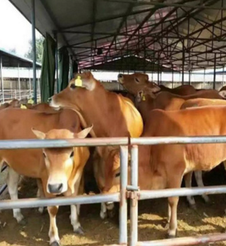 山东超飞牧业出售改良肉牛 肉牛犊 鲁西黄牛 三元杂交牛图3