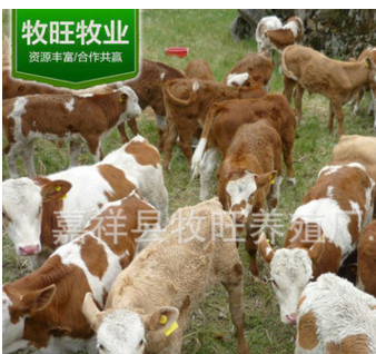 广西直销骑乘马 马鞍子 养马场 广西蒙古马价格 广西骑乘马多少钱图3