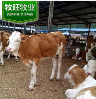 甘肃有合作社养牛 活牛交易市场 活牛价格 卖小牛犊的地方图2