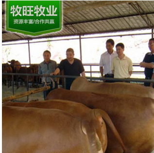 甘肃有合作社养牛 活牛交易市场 活牛价格 卖小牛犊的地方图3