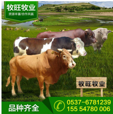 小黄牛养殖场 小牛犊现在价格 哪里有小牛犊 哪里销售小牛犊