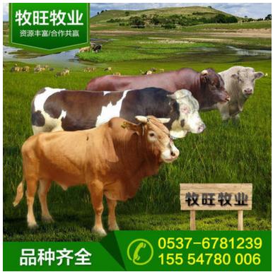 小牛犊活体 鲁西黄牛牛苗 肉牛犊出售 三元杂交牛犊 西门塔尔牛苗