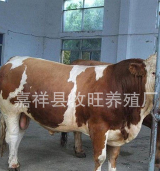 宁夏哪里有黄牛卖 哪里有卖种黄牛 中国黄牛网 肉牛养殖技术要点图3