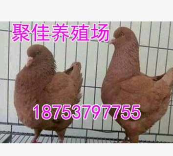 元宝鸽价格 活体元宝鸽多少钱一只 一只活体元宝鸽多少钱图2
