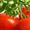 健康养生蔬菜 新鲜西红柿 无公害蔬菜 西红柿