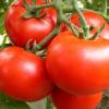 新鲜西红柿 无公害蔬菜 宿州本地蔬菜 健康养生蔬菜