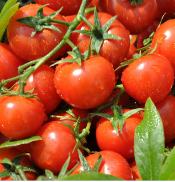 新鲜西红柿 无公害蔬菜 宿州本地蔬菜 健康养生蔬菜