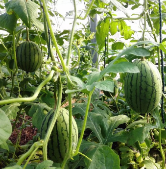 六郎批发 农家种植早春红玉小西瓜 基地专供