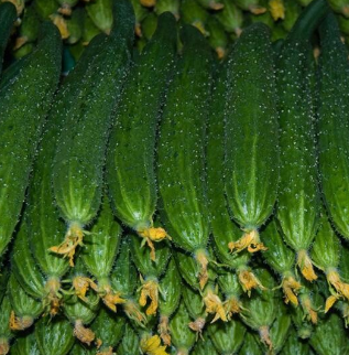 供应精品水果黄瓜 绿色 新鲜蔬菜 农产品土特产批发