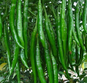 供应新鲜青椒 绿色 新鲜蔬菜图3