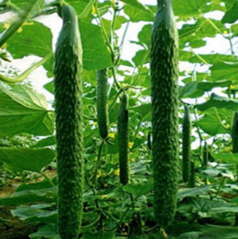 黄瓜 绿色无公害蔬菜 新鲜蔬菜 新鲜采摘 农家种植图2