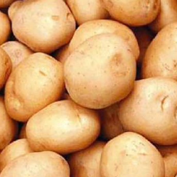 土豆 厂家生产加工各种规格精选 马铃薯 荷兰土豆 量大从优