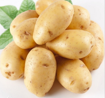 土豆 厂家生产加工各种规格精选 马铃薯 荷兰土豆 量大从优图2